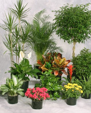 Plants Rental