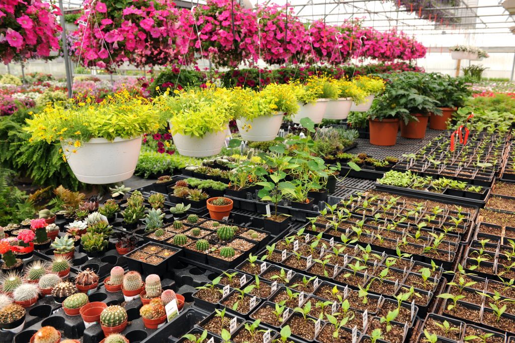 wholesale plant nursery